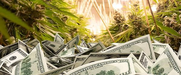 Cannabis Business Loans | Dispensary Loans | Hemp Loans