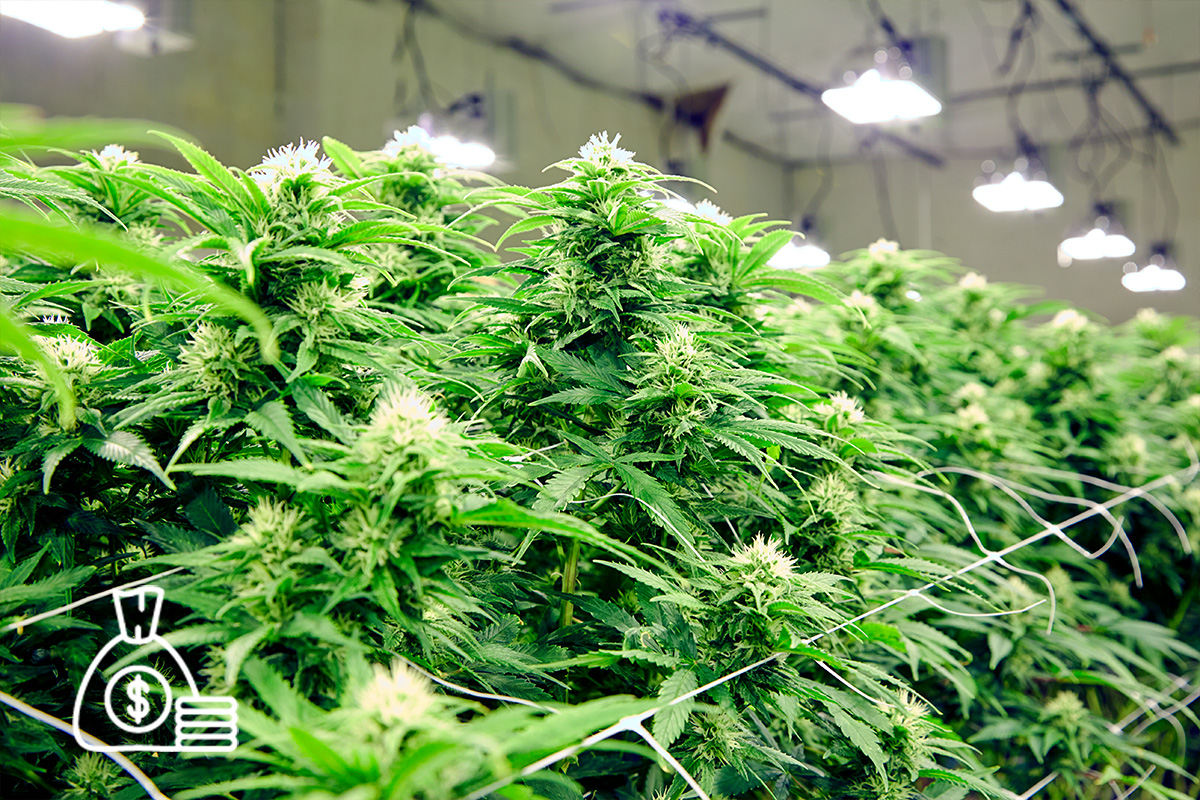 Cannabis Financing Solutions