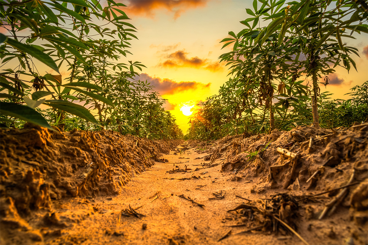 Cannabis Financing Solutions