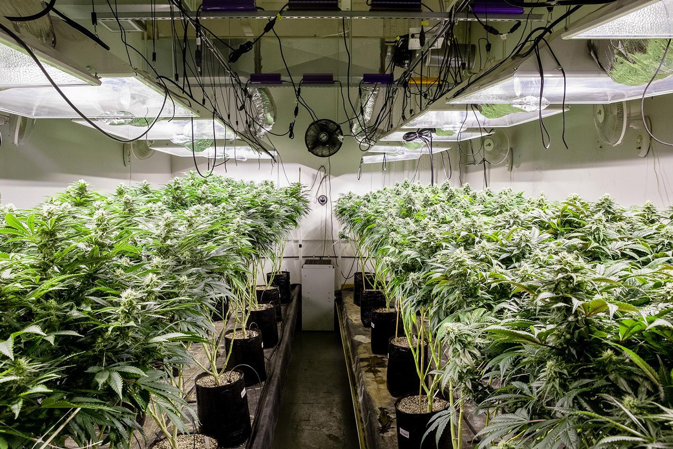 Cannabis financing for a licensed cultivation facility