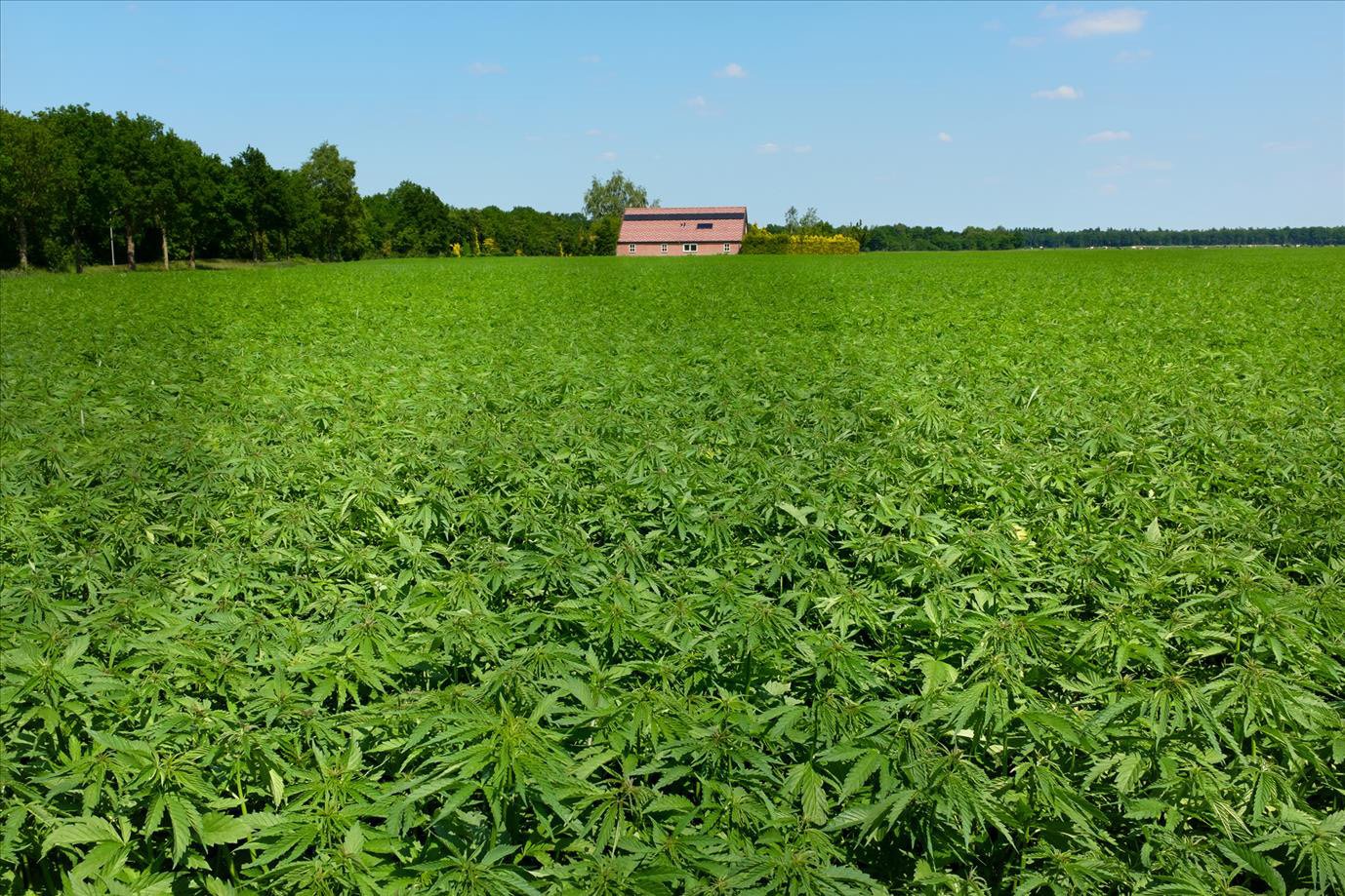 Canna Business Funding
