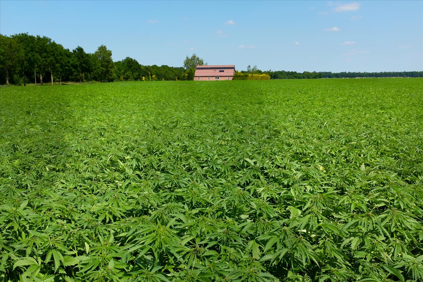 Cannabis Real Estate Loans