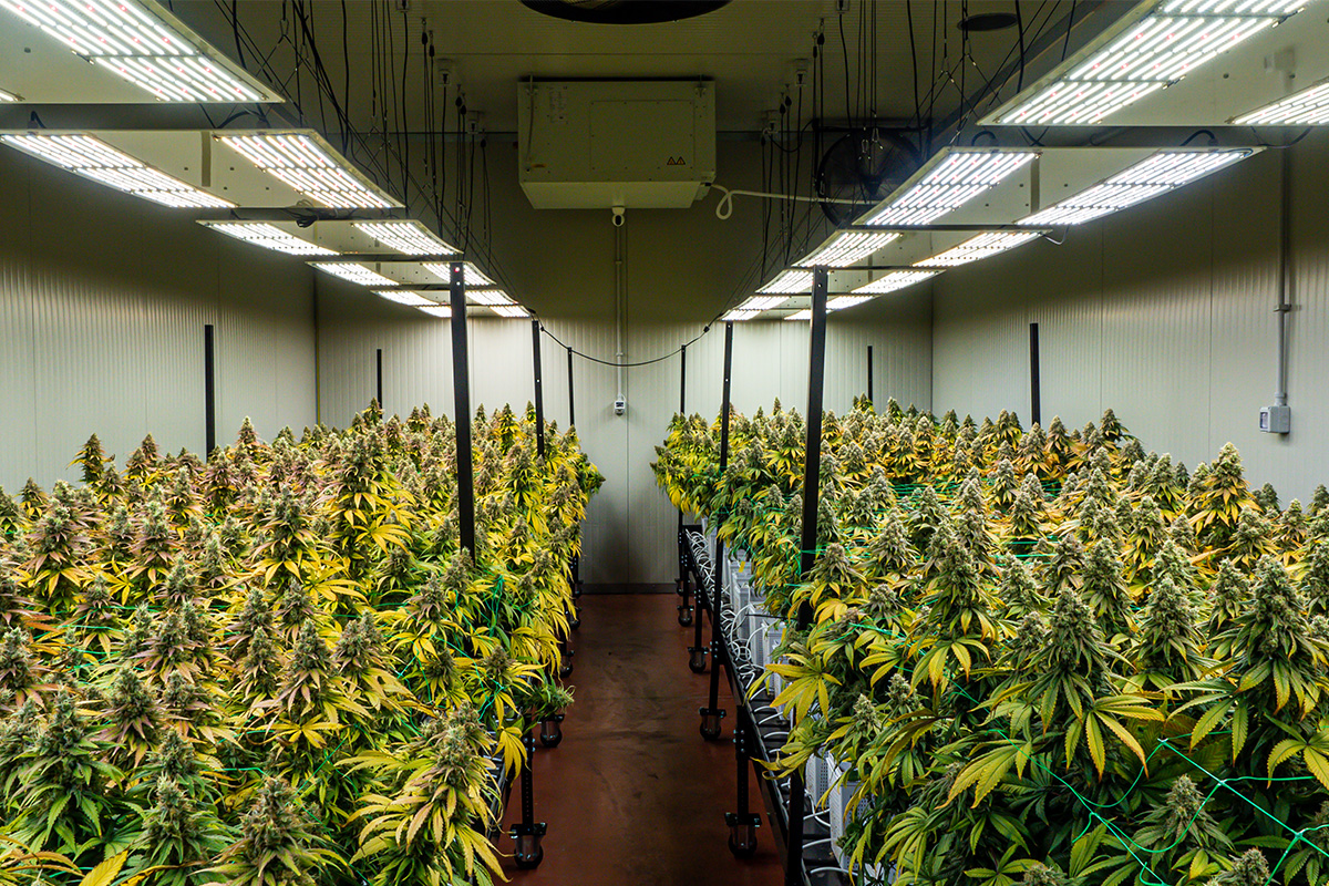 Cannabis Property Financing